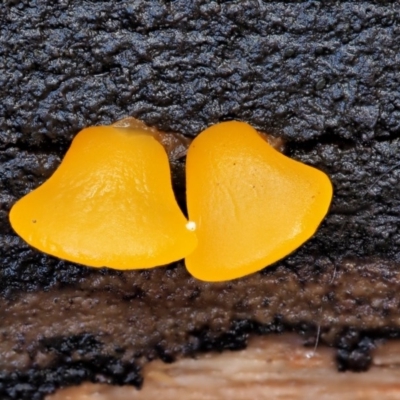 Heterotextus sp. (A yellow saprophytic jelly fungi) at Namadgi National Park - 23 Jun 2020 by KenT