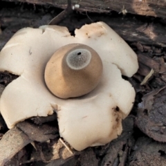 Geastrum sp. (Geastrum sp.) at Namadgi National Park - 4 Jun 2020 by KenT