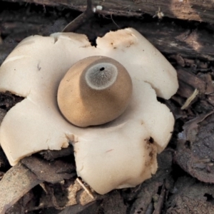 Geastrum sp. at Cotter River, ACT - 4 Jun 2020