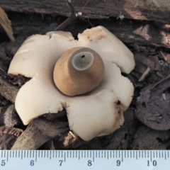 Geastrum sp. at Cotter River, ACT - 4 Jun 2020