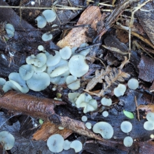 Hymenoscyphus at Cotter River, ACT - 3 Jun 2020