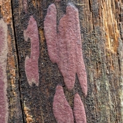 Hypoxylon sp. at Namadgi National Park - 23 Jun 2020 by KenT