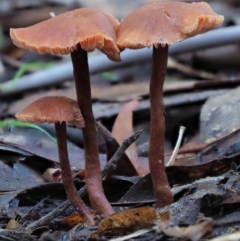 Laccaria sp. (Laccaria) at Cotter River, ACT - 4 Jun 2020 by KenT