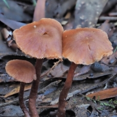 Laccaria sp. at Cotter River, ACT - 4 Jun 2020