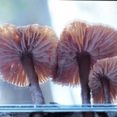 Laccaria sp. at Cotter River, ACT - 4 Jun 2020