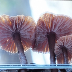 Laccaria sp. at Cotter River, ACT - 4 Jun 2020