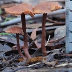 Laccaria sp. at Cotter River, ACT - 4 Jun 2020