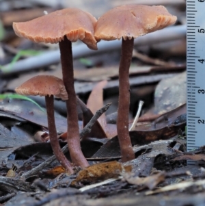 Laccaria sp. at Cotter River, ACT - 4 Jun 2020