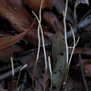 Macrotyphula juncea complex at Cotter River, ACT - 4 Jun 2020 01:47 PM