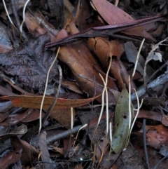 Macrotyphula juncea complex at Cotter River, ACT - 4 Jun 2020