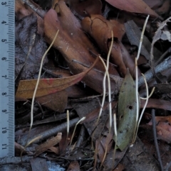 Macrotyphula juncea complex at Cotter River, ACT - 4 Jun 2020