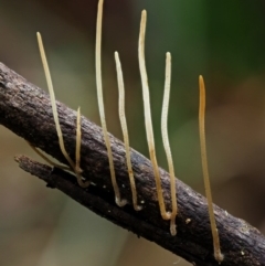 Macrotyphula juncea complex (Fairy Club) at Cotter River, ACT - 23 Jun 2020 by KenT