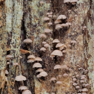 Marasmiellus affixus at Cotter River, ACT - 23 Jun 2020 12:40 PM