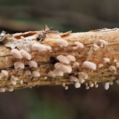 Marasmiellus affixus at Cotter River, ACT - 23 Jun 2020