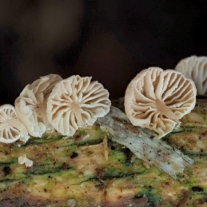 Marasmiellus affixus at Cotter River, ACT - 23 Jun 2020