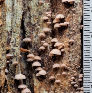 Marasmiellus affixus at Cotter River, ACT - 23 Jun 2020