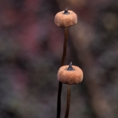 Marasmius at Cotter River, ACT - 23 Jun 2020 by KenT