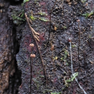 Marasmius at Cotter River, ACT - 23 Jun 2020