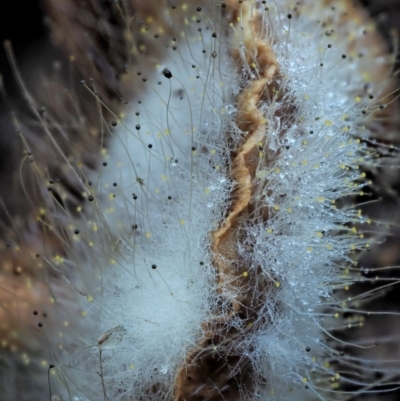 Mucorales (Pin moulds) at Cotter River, ACT - 4 Jun 2020 by KenT