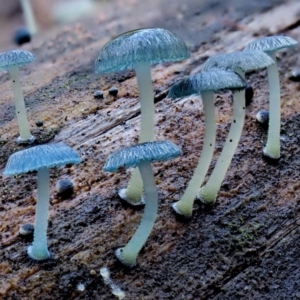 Mycena interrupta at Cotter River, ACT - 3 Jun 2020