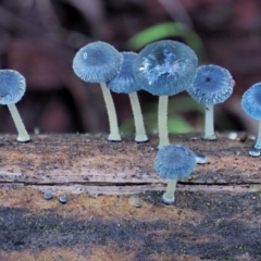 Mycena interrupta at Cotter River, ACT - 3 Jun 2020 01:58 PM