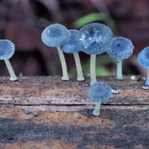 Mycena interrupta at Cotter River, ACT - 3 Jun 2020