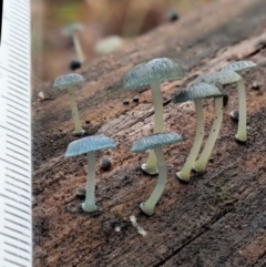 Mycena interrupta at Cotter River, ACT - 3 Jun 2020