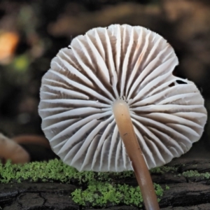 Mycena sp. ‘grey or grey-brown caps’ at Cotter River, ACT - 3 Jun 2020