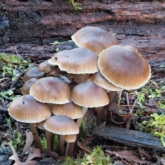 Mycena sp. ‘grey or grey-brown caps’ at Cotter River, ACT - 3 Jun 2020