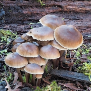 Mycena sp. ‘grey or grey-brown caps’ at Cotter River, ACT - 3 Jun 2020