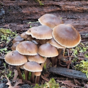 Mycena sp. ‘grey or grey-brown caps’ at Cotter River, ACT - 3 Jun 2020