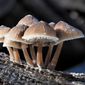 Mycena sp. ‘grey or grey-brown caps’ at Cotter River, ACT - 4 Jun 2020