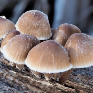 Mycena sp. ‘grey or grey-brown caps’ at Cotter River, ACT - 4 Jun 2020