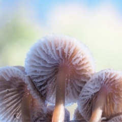 Mycena sp. ‘grey or grey-brown caps’ at Cotter River, ACT - 4 Jun 2020