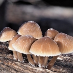 Mycena sp. ‘grey or grey-brown caps’ at Cotter River, ACT - 4 Jun 2020