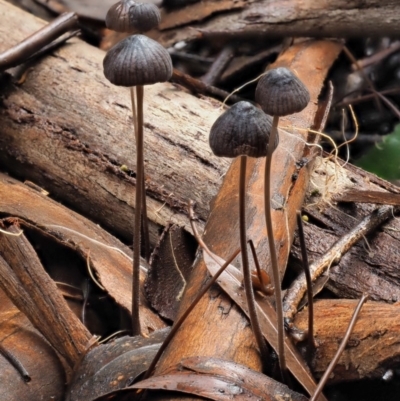 Mycena sp. (Mycena) at Cotter River, ACT - 23 Jun 2020 by KenT