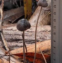 Mycena sp. at Cotter River, ACT - 23 Jun 2020 11:41 AM