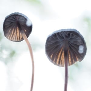 Mycena sp. at Cotter River, ACT - 23 Jun 2020 11:41 AM