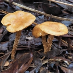 Pholiota sp. at Cotter River, ACT - 23 Jun 2020 by KenT