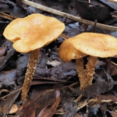 Pholiota sp. at Cotter River, ACT - 23 Jun 2020