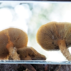 Pholiota sp. at Cotter River, ACT - 23 Jun 2020