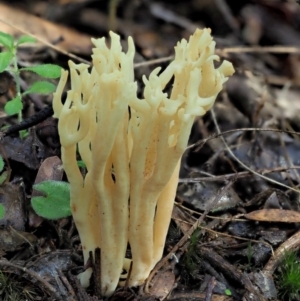 Ramaria sp. at Cotter River, ACT - 4 Jun 2020