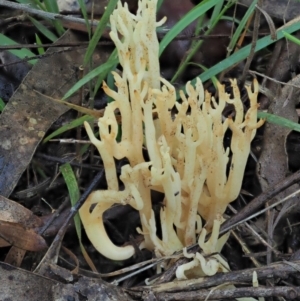 Ramaria sp. at Cotter River, ACT - 4 Jun 2020