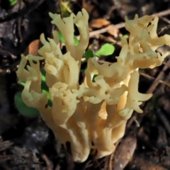 Ramaria sp. at Cotter River, ACT - 4 Jun 2020 12:05 PM