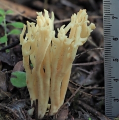 Ramaria sp. at Cotter River, ACT - 4 Jun 2020