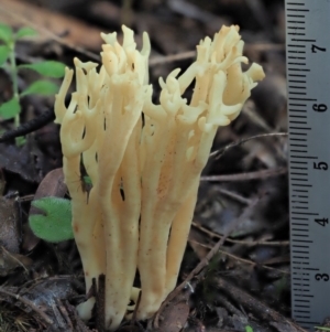 Ramaria sp. at Cotter River, ACT - 4 Jun 2020