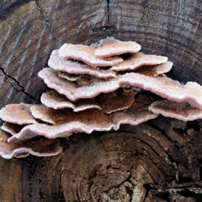 Rhodofomitopsis lilacinogilva complex (Lilac Shelf Fungus) at Namadgi National Park - 4 Jun 2020 by KenT