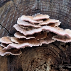Rhodofomitopsis lilacinogilva complex (Lilac Shelf Fungus) at Cotter River, ACT - 4 Jun 2020 by KenT
