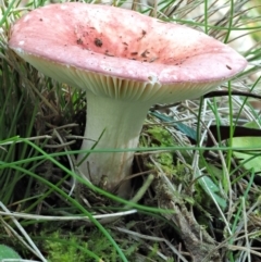 Russula sp. (Russula) at Cotter River, ACT - 3 Jun 2020 by KenT