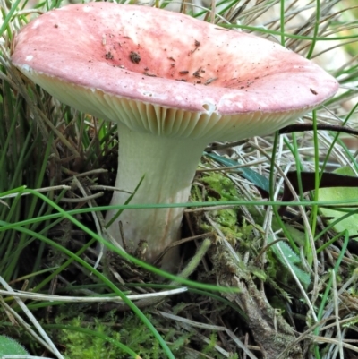 Russula sp. (genus) (Russula) at Cotter River, ACT - 3 Jun 2020 by KenT